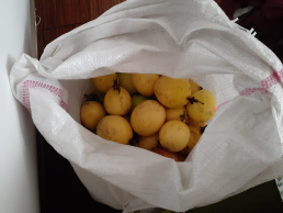 Markisa Kuning Organik