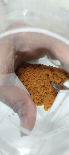 gula semut