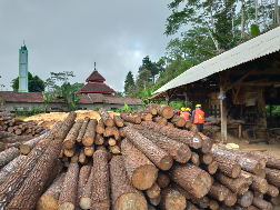 jual kayu Pinus, mahoni, kayu keras dan sengon gergajian