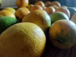 Jeruk Lemon Lokal