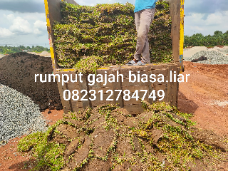 jual rumput gajah biasa 08.12.92.12.77.31