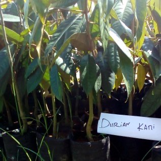 Bibit Durian Keni atau Kene Berdaging Tebal