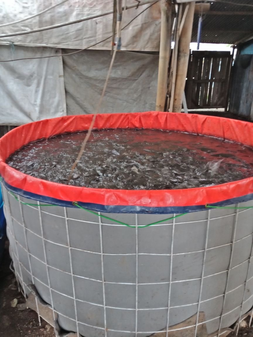 Jual Ikan Lele