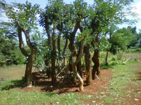 jual pohon bougenville 