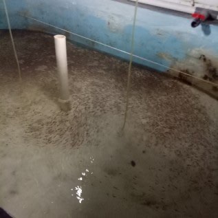 Benih Patin size 1 inchi (2.5cm) dijual.... Kwalitas terjamin Buktikan! 