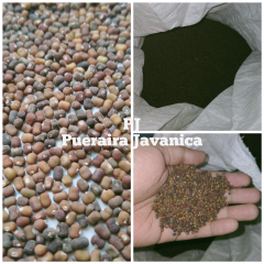 Kacangan PJ (Pueraria Javanica)