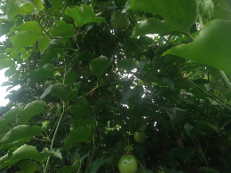 buah markisa