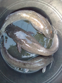 jual berbagia ukuran ikan lele. segar dan kualitas. siap kirim2