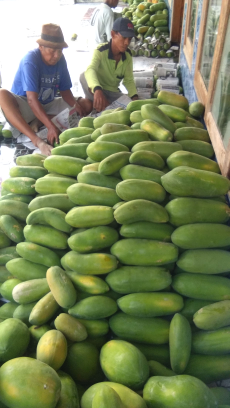 jual buah pepeya kalifornia kualitas market
