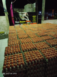 Telur kirim jabodetabek banten