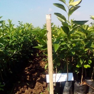Bibit Jeruk Siam Banjar Uk 40-50cm Berlokasi Di Purworejo