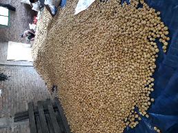 BUAH DUKU