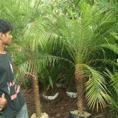 jual pohon palem phoenix