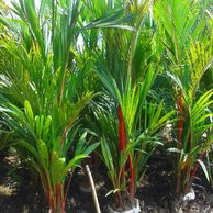 jual pohon palem pinang merah