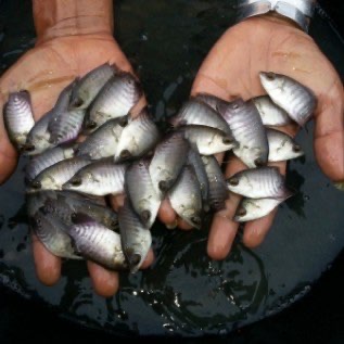 Benih Ikan Gurame