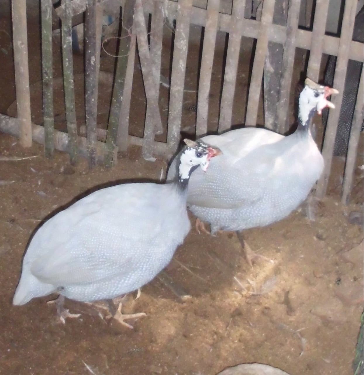Dijual Ayam Mutiara Silver dari Anakan sampai Indukan