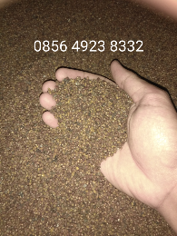 Kacangan PJ (Pueraria Javanica)