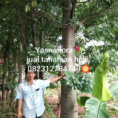 jual pohon kaki gajah.baobab 