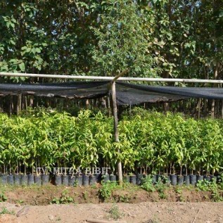 Bibit Gaharu Gyrinops Unggul Purworejo Harga Bersaing Tersedia Berbagai Ukuran