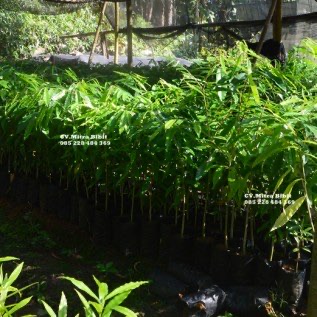 Bibit Gaharu Malacensis Uk 40cm Lokasi Purworejo