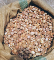 Jual dan beli pinang KW 90/95, 80/85, 75/70, 65/60, 50/50. dan jual pinang khusus tua bulat pelontos utuh atau kelotok.