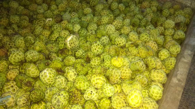 jual buah kanona
