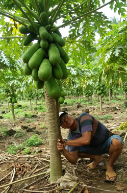 pepaya california