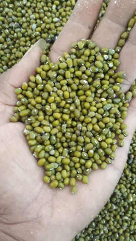 kacang hijau lokal bening