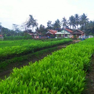 Bibit Akasia Supe murah kualitas Unggul berlokasi di Purworejo , Jawa Tengah