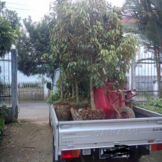 BIBIT TANAMAN BUAH BUAHAN