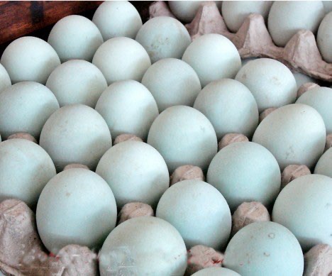 Jual Telur bebek konsumsi