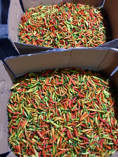 jual cabe rawit