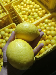 lemon callifornia