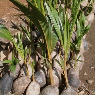 bibit kelapa hibrida kualitas unggul siap tanam memuaskan