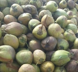 Membutuhkan Kelapa Tua