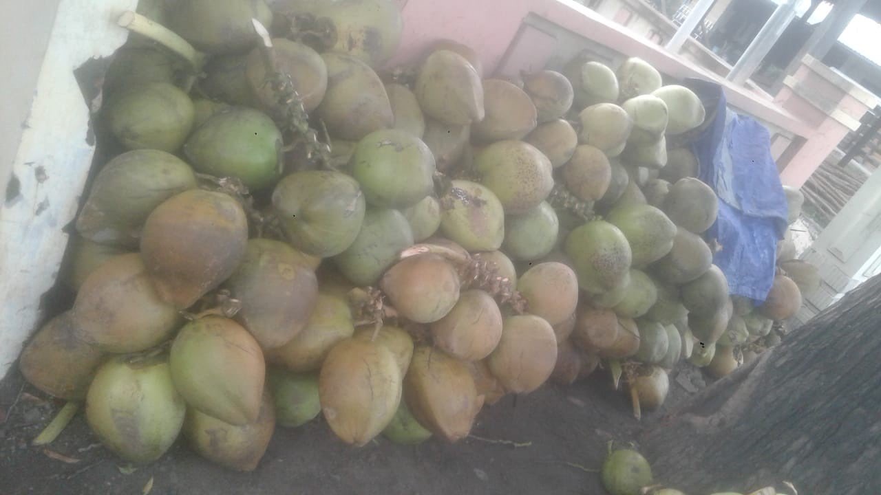 kelapa muda