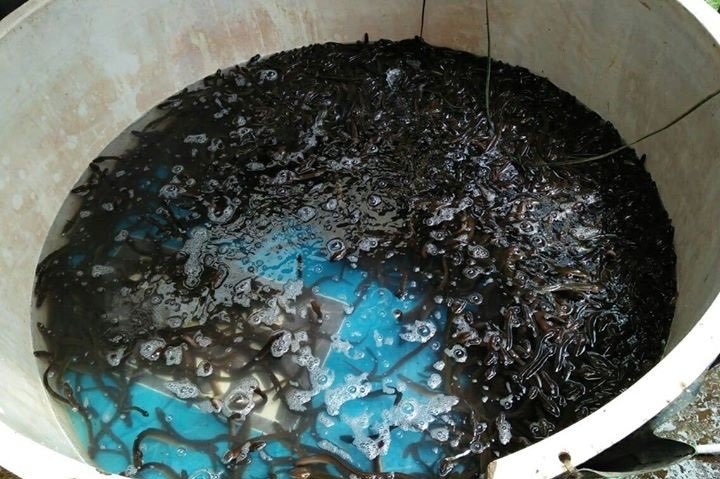 Supplier Bibit Ikan Sidat Benih Sidat Murah Cilacap