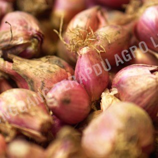BAWANG MERAH