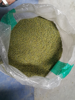 jual kacang hijau