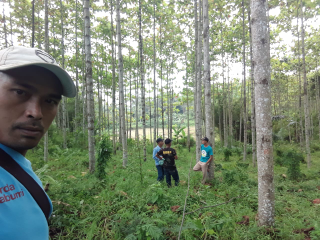 Dijual kayu jabon dan sengon
