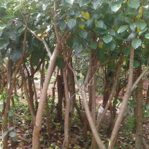 jual pohon mangga dll.
