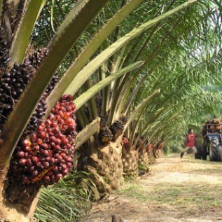 Zeolite untuk kelapa sawit