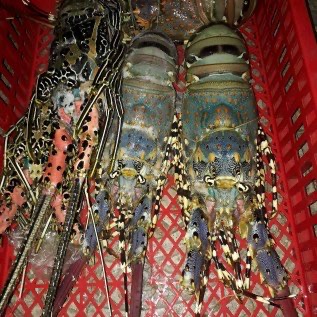 Jual Lobster Laut Fresh Frozen