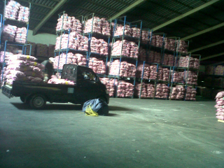 bawang banci