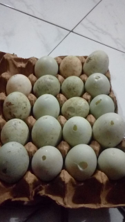 telur bebek retak cangkang sedikit