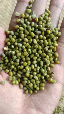 kacang hijau baru panen