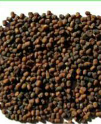kacang PJ (pueraria javanica)