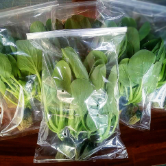 pakchoi hidroponik