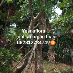 jual pohon kamboja fosil 