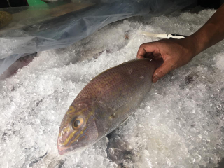 berbagai macam ikan laut, lobster, udang,rajungan,kepiting dll
